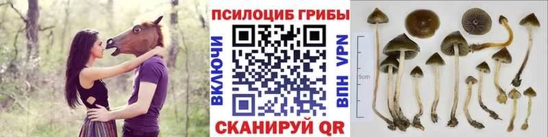 Псилоцибиновые грибы мицелий  магазин  наркотиков  Павлово 